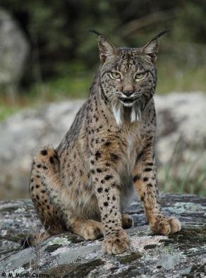 Lince 112
