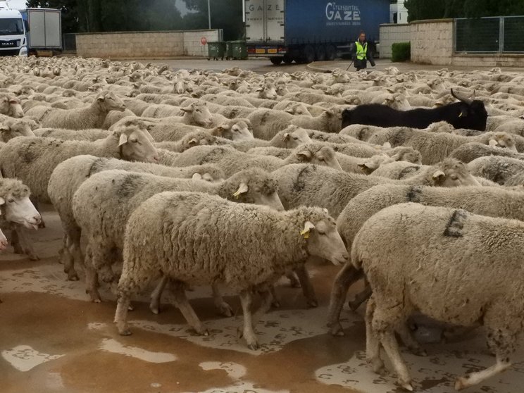 Paso ovejas por Manzanares