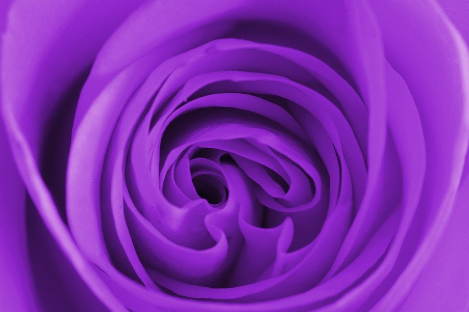rosa morada