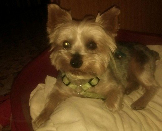 foto de rocki cedida por maria jose (Copiar)