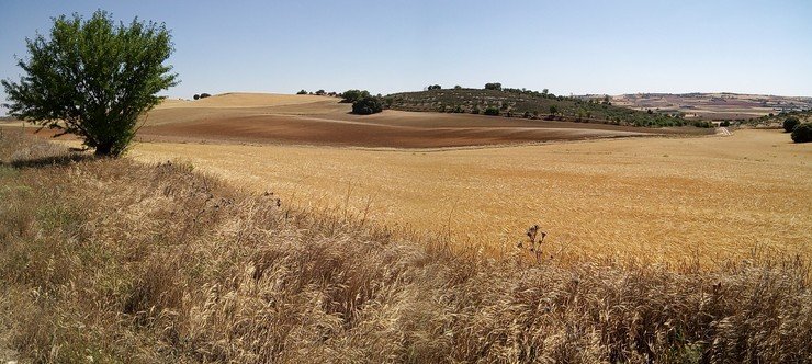 Paisaje agrícola estepario (Copiar)