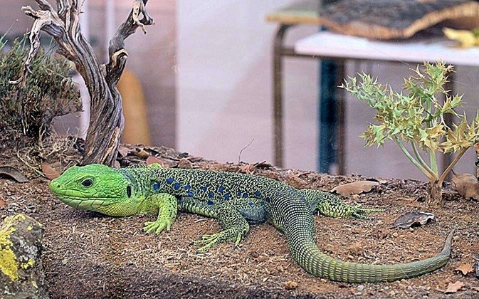 Exposición de reptiles y anfibios en el Museo de Ciencias Naturales de Viso del Marqués Exposición de reptiles y anfibios en el Museo de Ciencias Naturales de Viso del Marqués