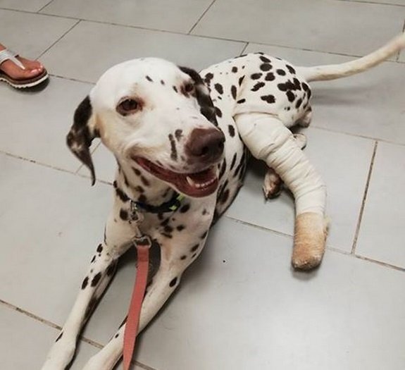 perrita operación (Copiar)