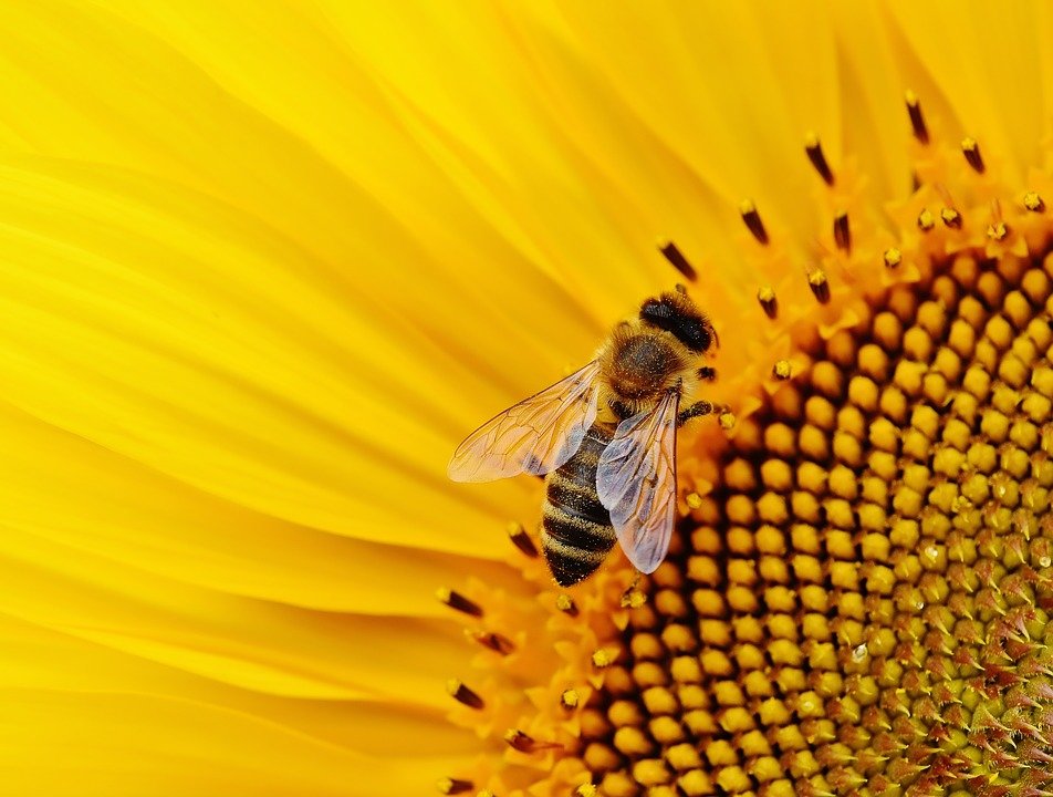sun-flower-1643794_960_720