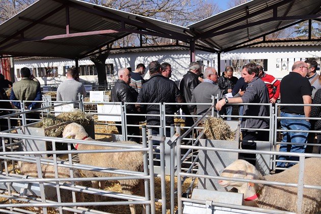 Subasta Agrama en Manzanares Subasta Agrama en Manzanares