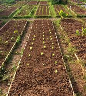 Huerto Ecológico de Cáritas Interparroquial de Valdepeñas Huerto Ecológico de Cáritas Interparroquial de Valdepeñas