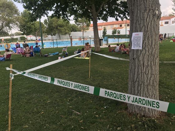 Plaga de galeruca en la piscina (1) (Copiar)