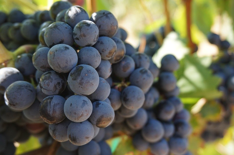 grapes-908757_960_720