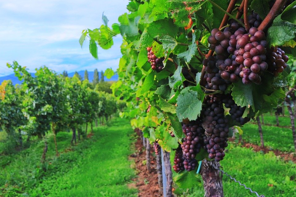 wine-2799719_960_720