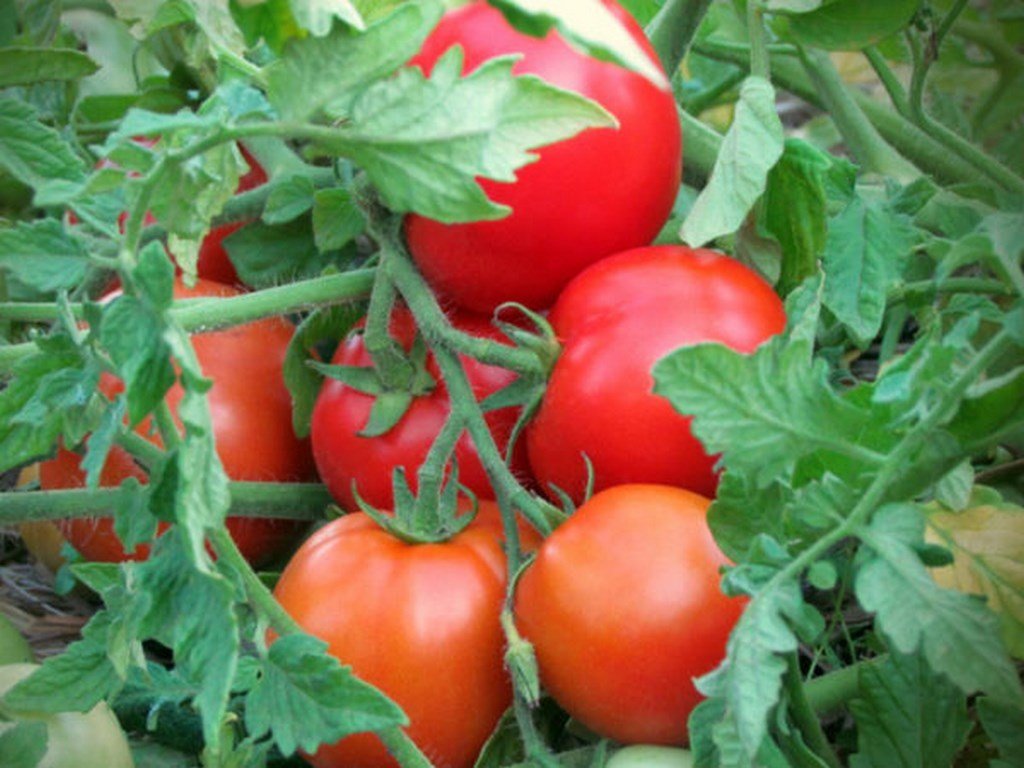 Tomates Tomates