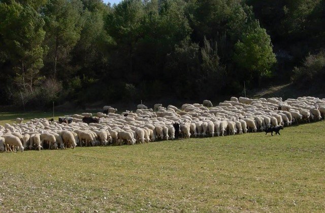 Comisión Local Pastos (Copiar)