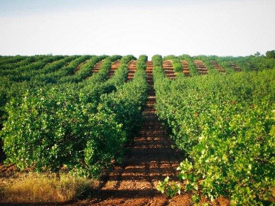Plantación de pistacho Plantación de pistacho