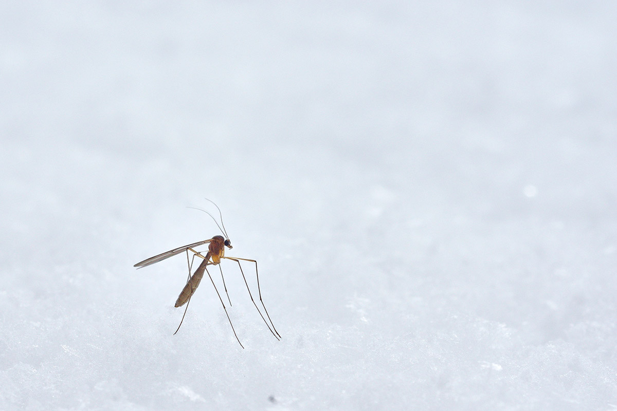 Evita las picaduras de mosquito este verano con estos sencillos tips Evita las picaduras de mosquito este verano con estos sencillos tips