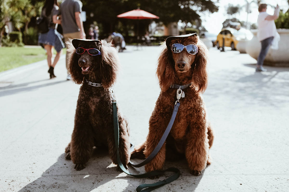 ¡Peludos de paseo! Cómo pasear a tu perro sin correa y que camine contigo